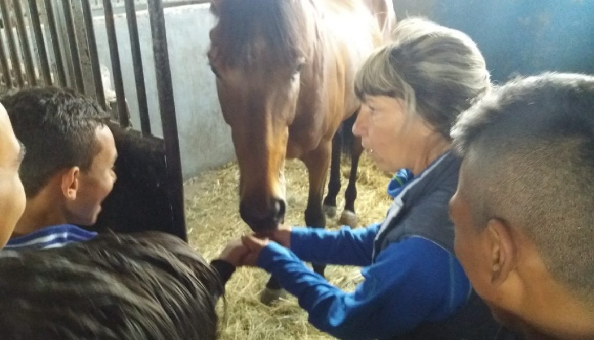 Practical skills with horses