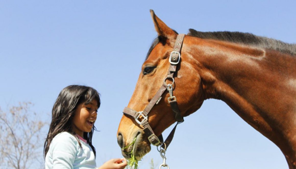 Equestrian Sports and Social Skills
